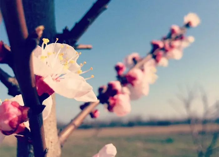 Bassanine Monticelli dʼOngina