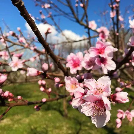 Bassanine Alloggio per agriturismo Monticelli dʼOngina