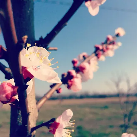 Bassanine Monticelli dʼOngina