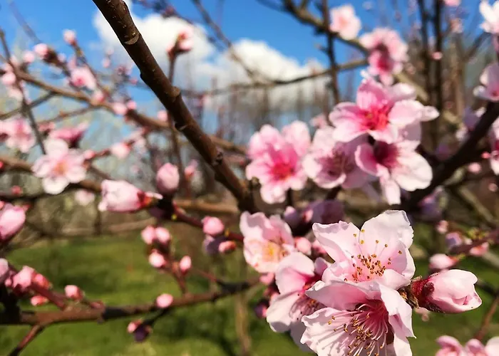 Bassanine مزرعة للإقامة Monticelli dʼOngina